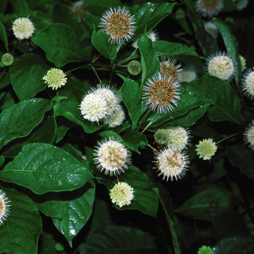 Cephalanthus occidentalis Fiber Optics (Flowering)