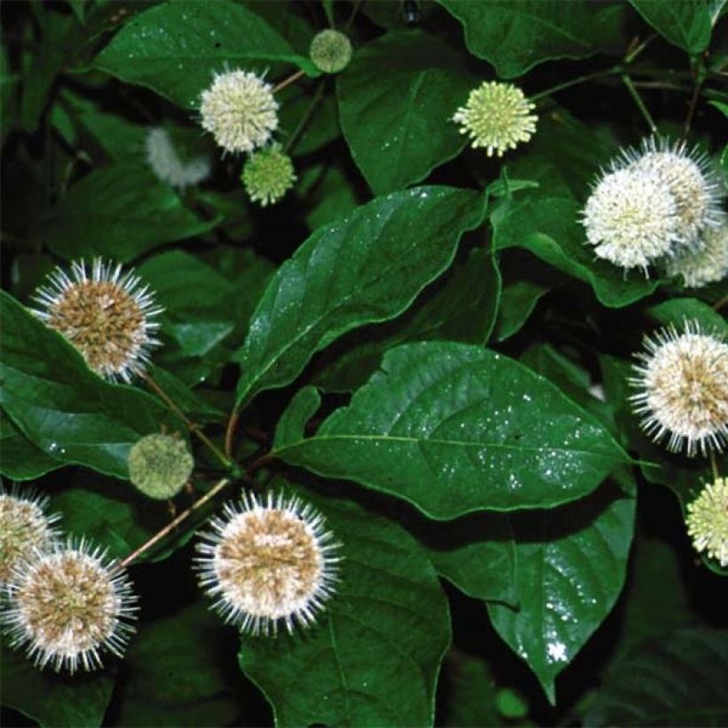 Cephalanthus occidentalis Fiber Optics (Foliage)