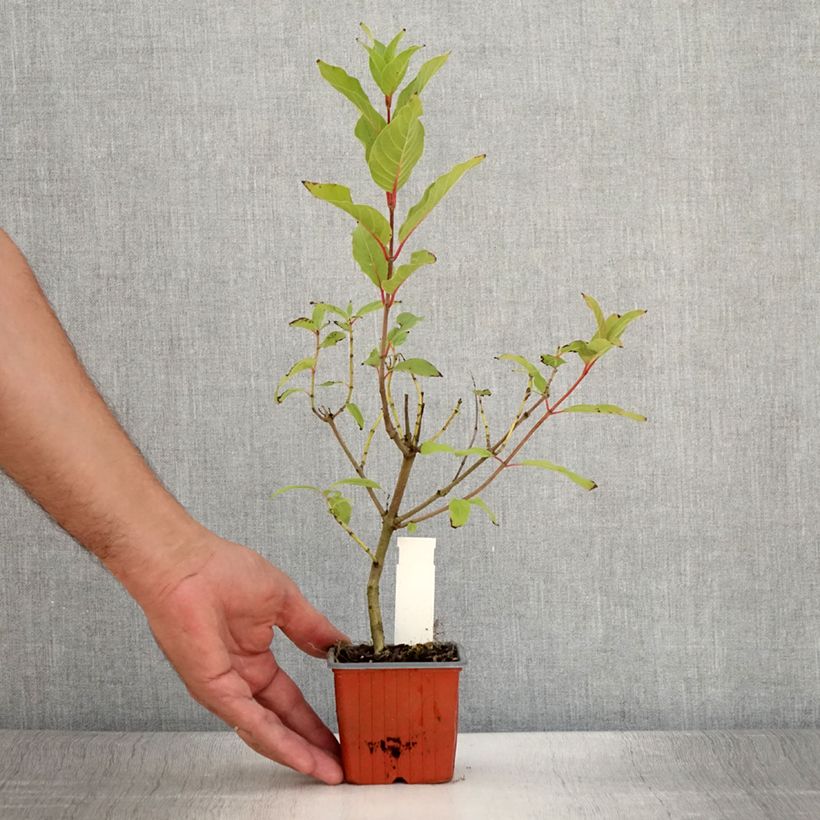 Cephalanthus occidentalis Moonlight Fantasy 8/9 cm pot sample as delivered in summer