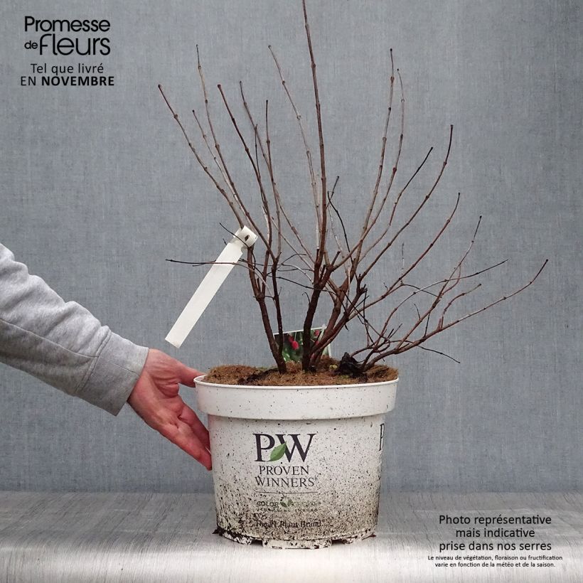 Cephalanthus occidentalis Sugar Shack 7.5L/10L pot sample as delivered in autumn