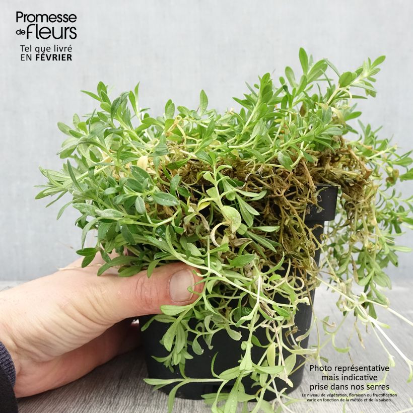 Cerastium tomentosum var. columnae 2L/3L pot sample as delivered in winter