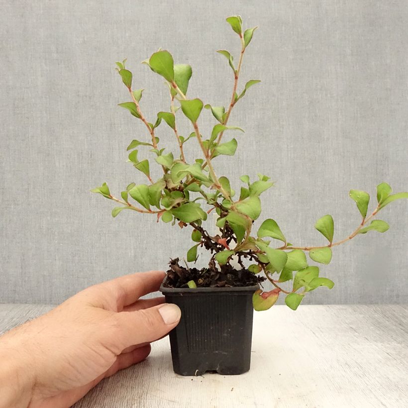 Ceratostigma griffithii 8/9 cm pot sample as delivered in summer