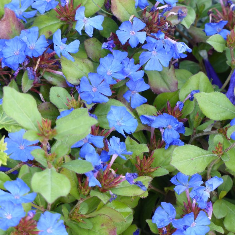 Ceratostigma plumbaginoides (Flowering)