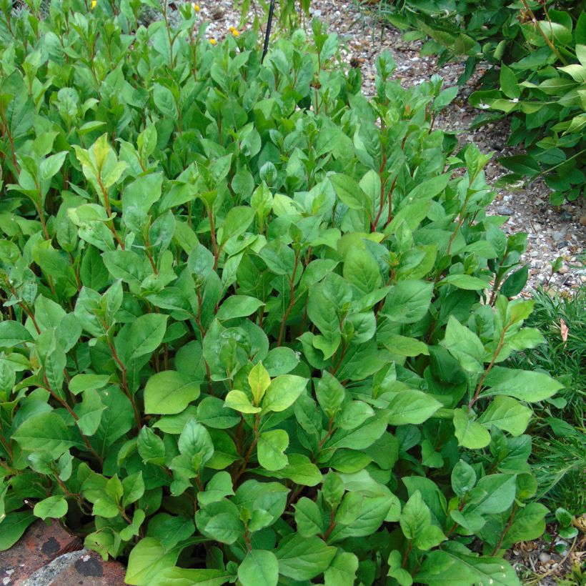 Ceratostigma plumbaginoides (Plant habit)