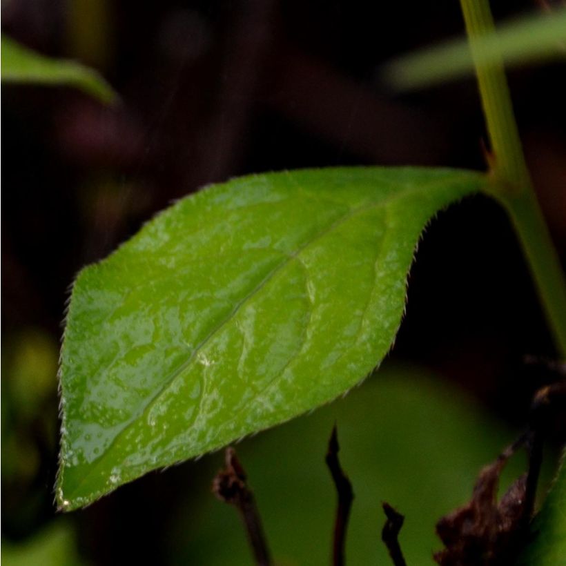 Ceratostigma willmottianum (Foliage)