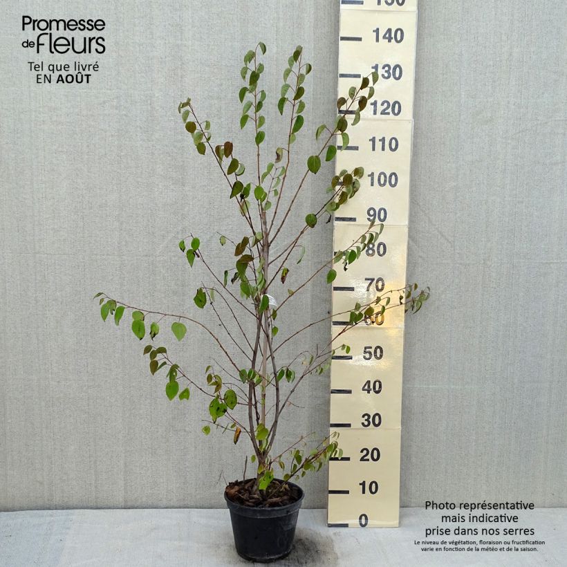 Cercidiphyllum japonicum Glowball 4L/5L pot sample as delivered in summer