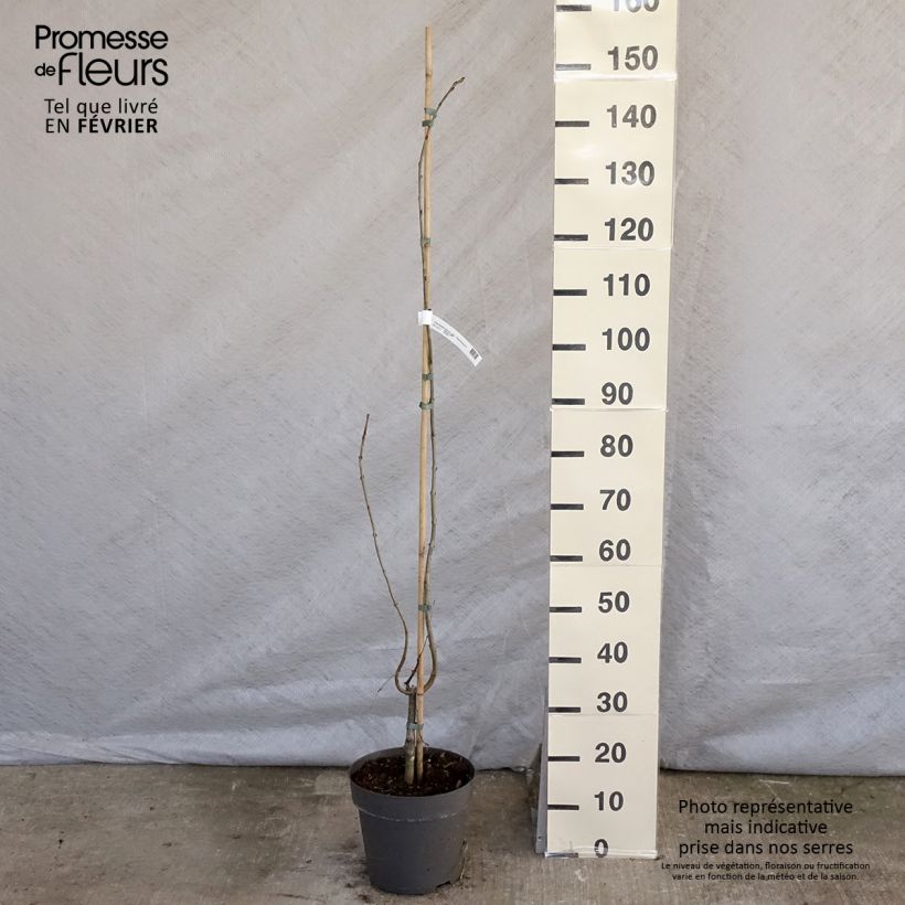 Cercidiphyllum japonicum Pendulum 4L/5L pot sample as delivered in winter