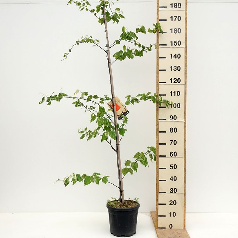 Cercis canadensis Alley Cat - Eastern Redbud 7.5L/10L pot sample as delivered in spring