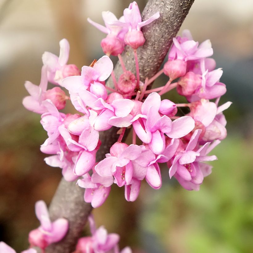 Cercis canadensis Alley Cat - Eastern Redbud (Flowering)