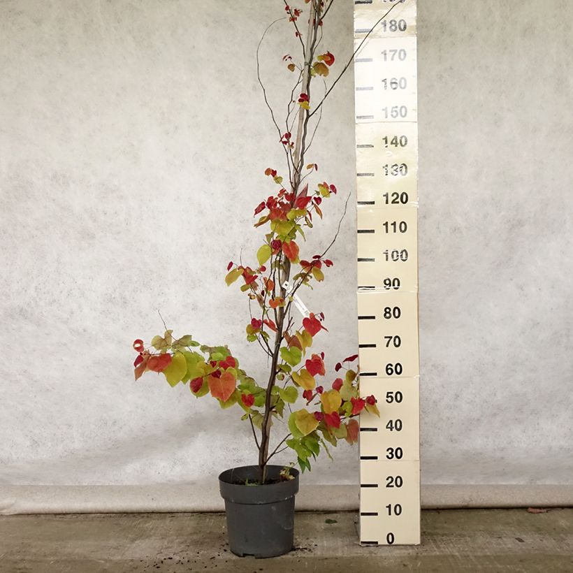 Cercis canadensis Eternal Flame - Eastern Redbud 7.5L/10L pot sample as delivered in summer