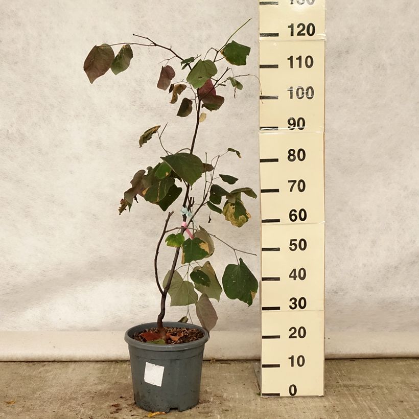 Cercis canadensis Forest Pansy - Eastern Redbud 7.5L/10L pot sample as delivered in summer