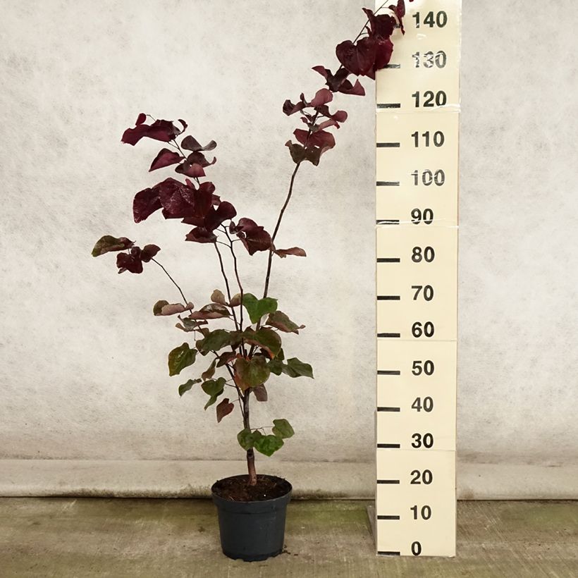 Cercis canadensis Forest Pansy - Eastern Redbud 4L/5L pot sample as delivered in summer