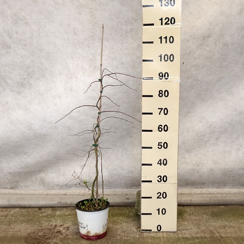 Cercis canadensis Golden Falls - Eastern Redbud 4L/5L pot sample as delivered in autumn