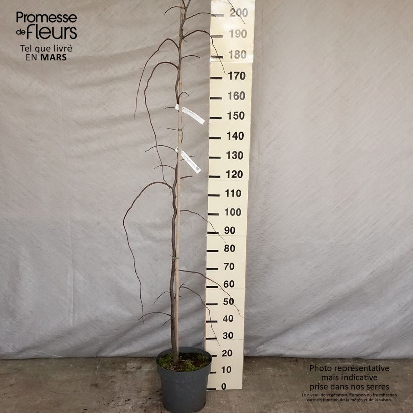 Cercis canadensis Golden Falls - Eastern Redbud 4L/5L pot sample as delivered in spring