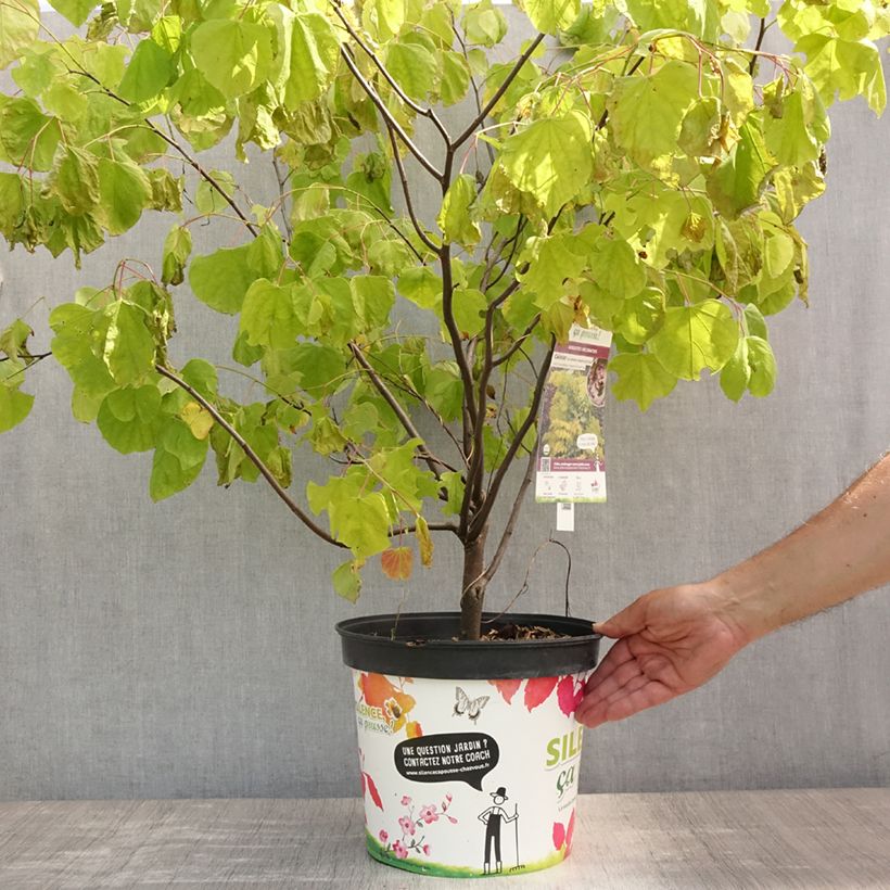 Cercis canadensis Heart of Gold - Eastern Redbud 7.5L/10L pot sample as delivered in summer