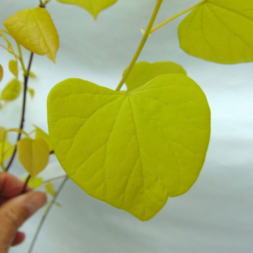 Cercis canadensis Heart of Gold - Eastern Redbud (Foliage)