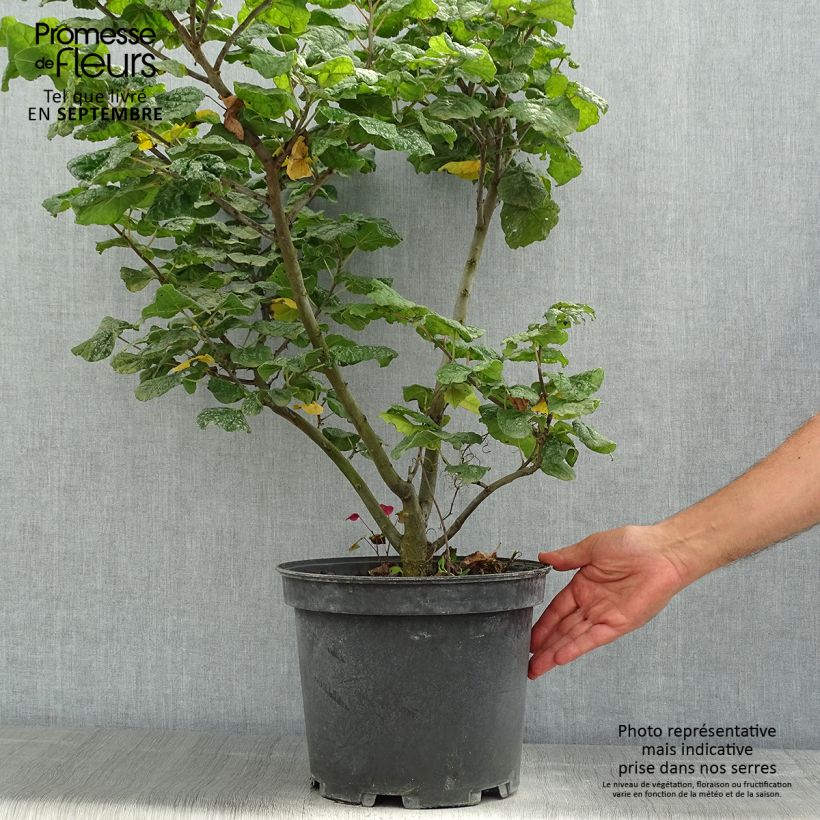 Cercis canadensis Little Woody - Eastern Redbud 6L/7L pot sample as delivered in summer