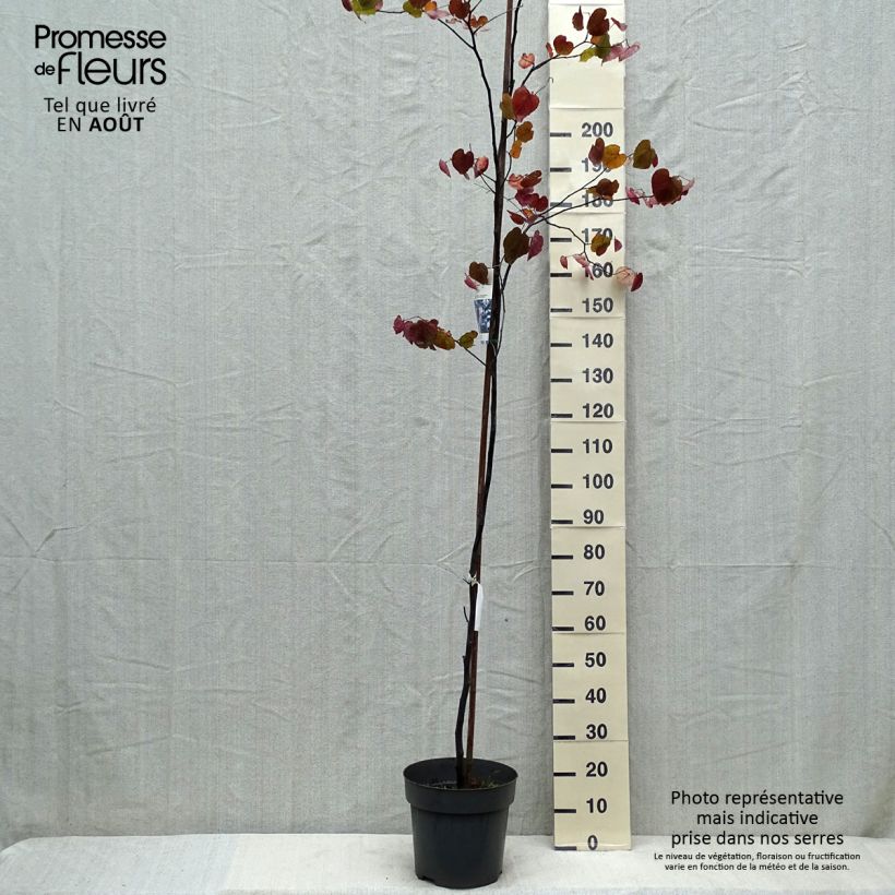 Cercis canadensis var.texensis Merlot - Eastern Redbud 6L/7L pot sample as delivered in summer