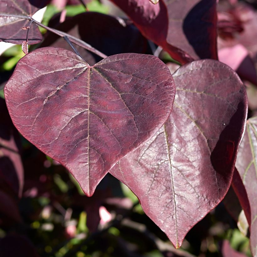 Cercis canadensis Red Force - Eastern Redbud (Foliage)