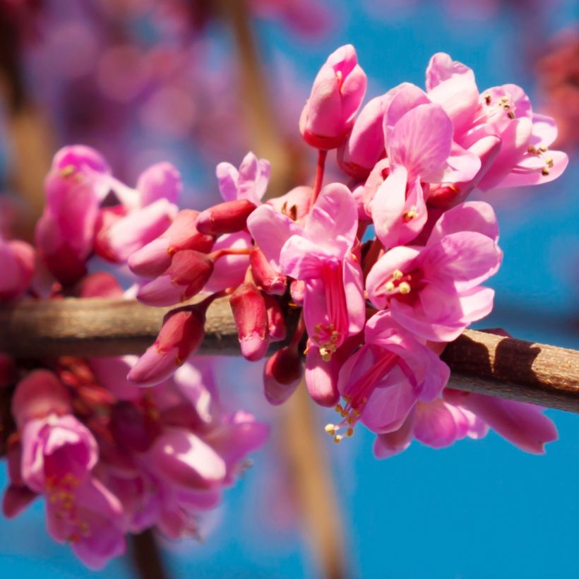 Cercis canadensis Red Force - Eastern Redbud (Flowering)