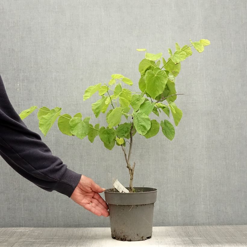 Cercis canadensis subsp. texensis Texas White - Eastern Redbud 4L/5L pot sample as delivered in summer