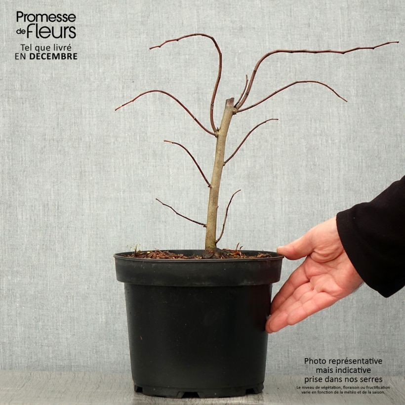 Cercis canadensis The Rising Sun - Eastern Redbud 2L/3L pot sample as delivered in autumn