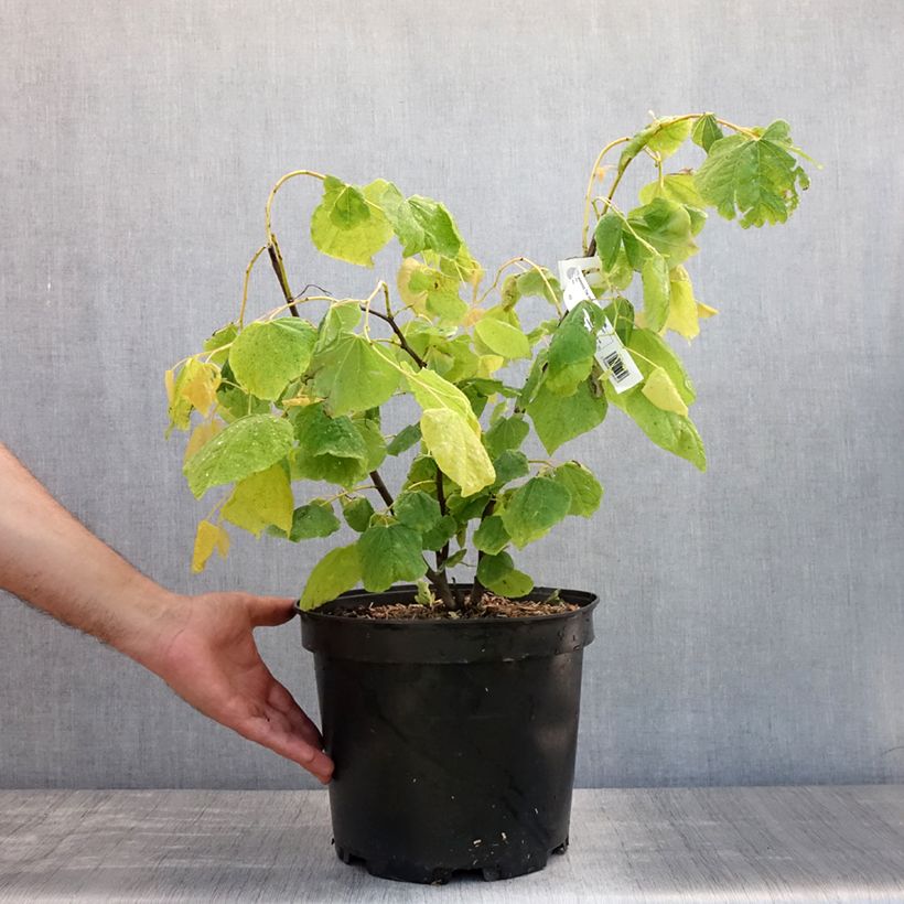 Cercis canadensis The Rising Sun - Eastern Redbud 6L/7L pot sample as delivered in summer