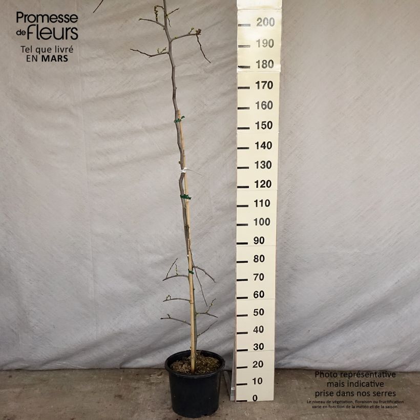 Cercis canadensis Vanilla Twist - Eastern Redbud sample as delivered in spring