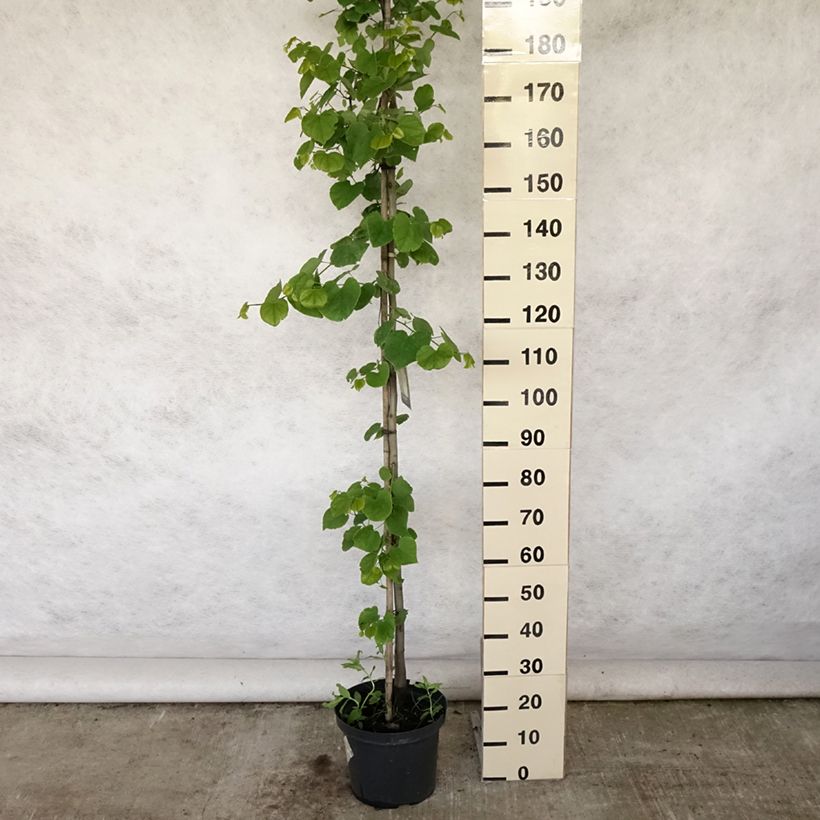 Cercis canadensis Vanilla Twist - Eastern Redbud 7.5L/10L pot sample as delivered in summer