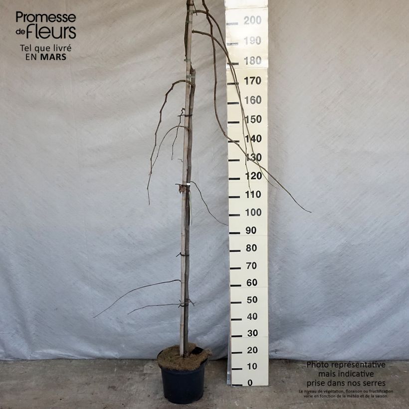 Cercis canadensis Vanilla Twist - Eastern Redbud sample as delivered in spring