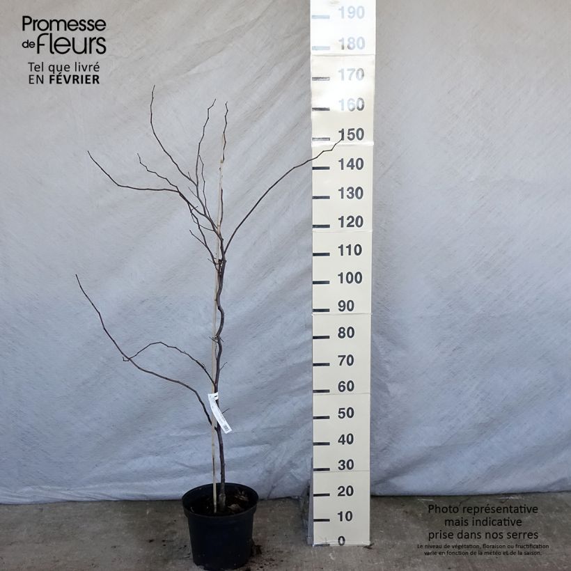 Cercis canadensis Carolina Sweetheart - Eastern Redbud sample as delivered in winter