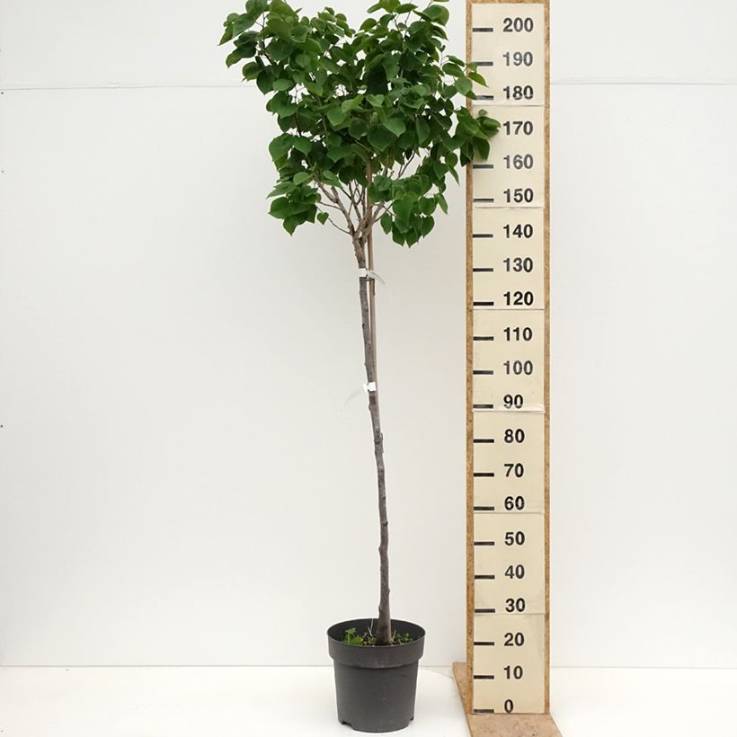Cercis chinensis Don Egolf - Chinese Redbud 7.5L/10L pot sample as delivered in spring
