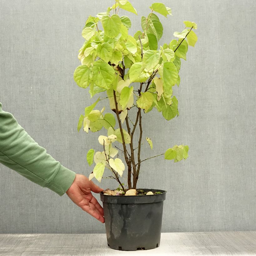 Cercis chinensis Shirobana - Chinese Redbud 4L/5L pot sample as delivered in summer