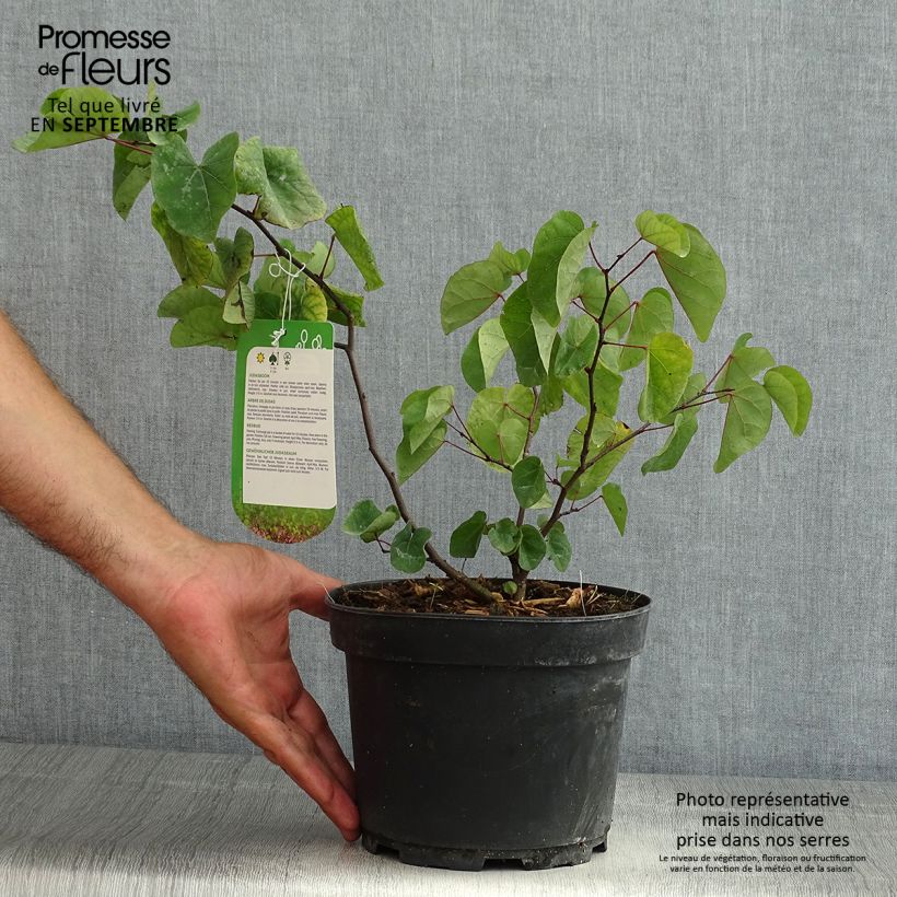 Cercis siliquastrum - Judas Tree 3L/4L pot sample as delivered in summer