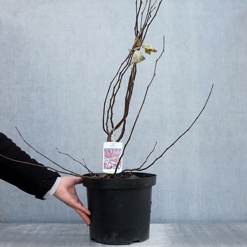 Cercis siliquastrum - Judas Tree 7.5L/10L pot sample as delivered in autumn
