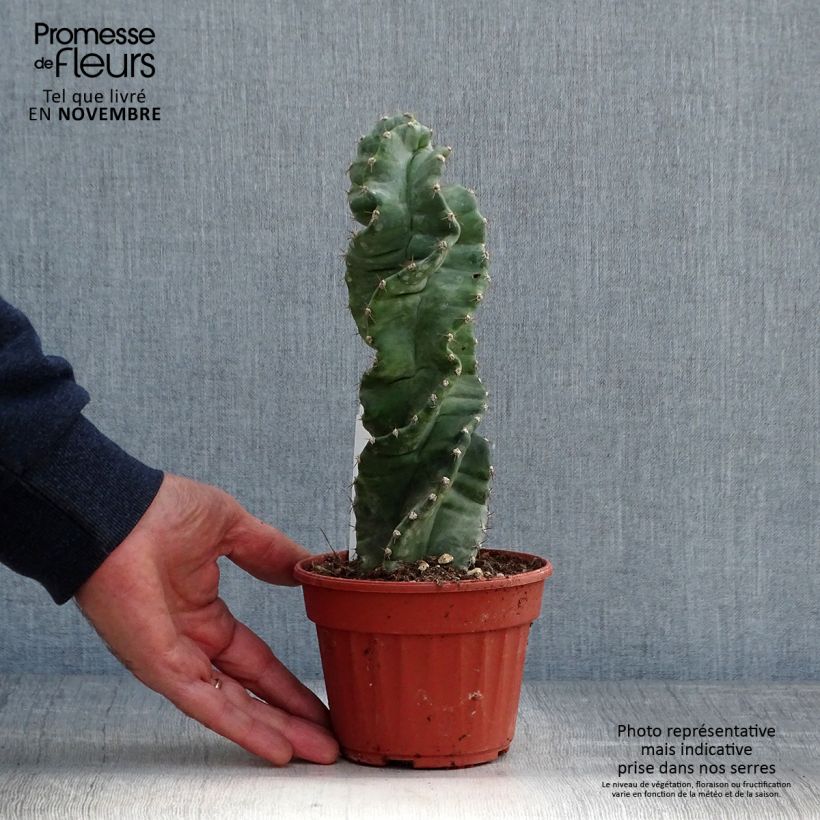 Cereus forbesii Spiralis 12cm pot sample as delivered in autumn