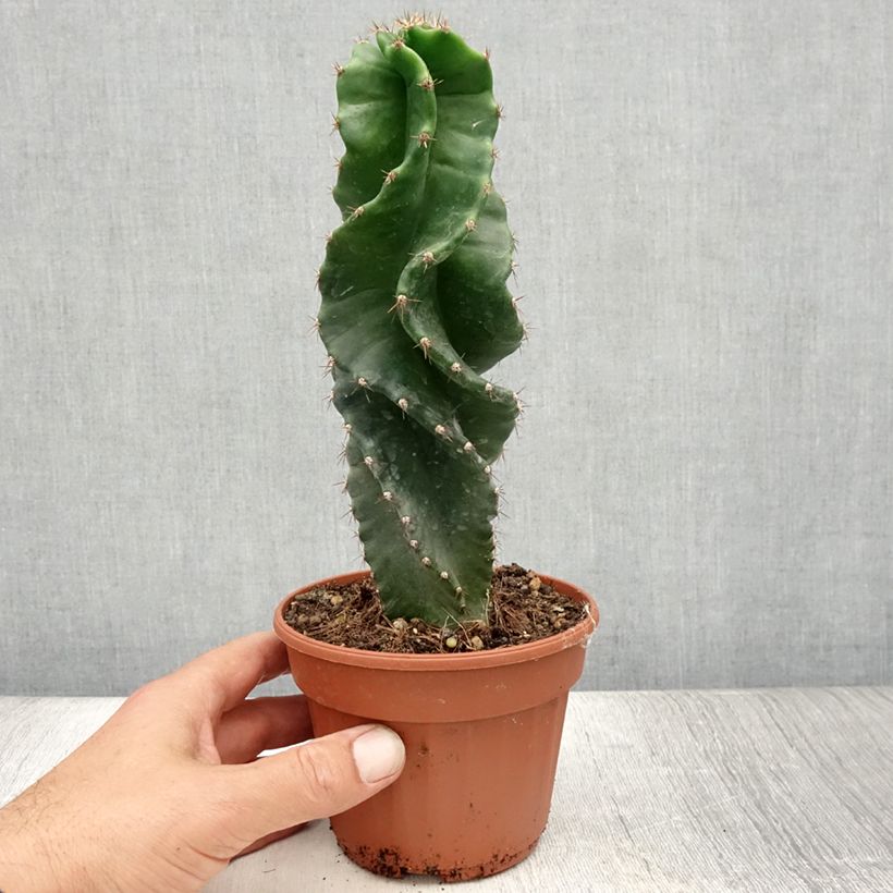 Cereus forbesii Spiralis Pot de 13 cm sample as delivered in summer
