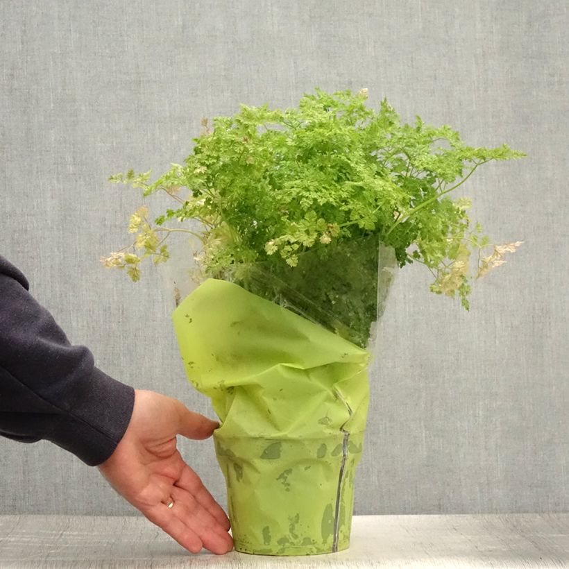 Common chervil in plants - Anthriscus cerefolium 1.5L/2L pot sample as delivered in summer