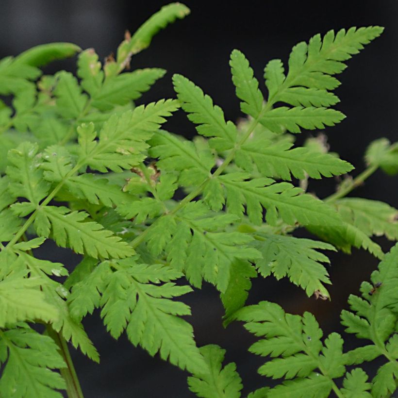 Myrrhis odorata (Foliage)