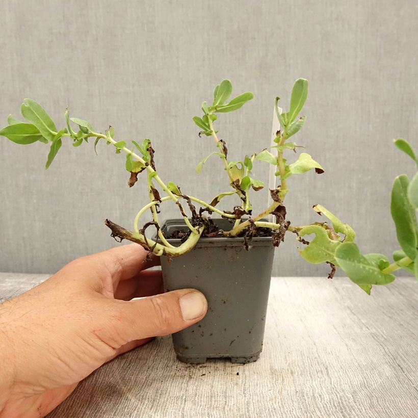 Cerinthe glabra - Cérinthe glabre Godet de 8/9 cm sample as delivered in autumn