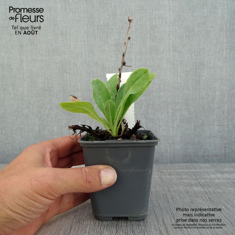 Cerinthe glabra 8/9 cm pot sample as delivered in summer
