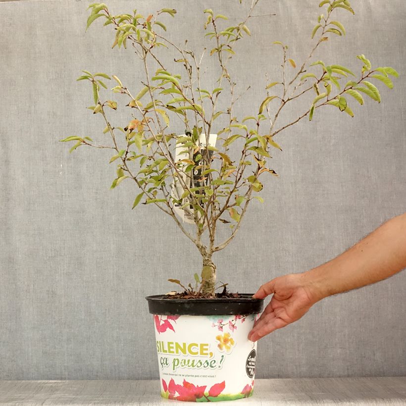 Prunus Autumnalis Rosea - Cherry 7.5L/10L pot sample as delivered in summer
