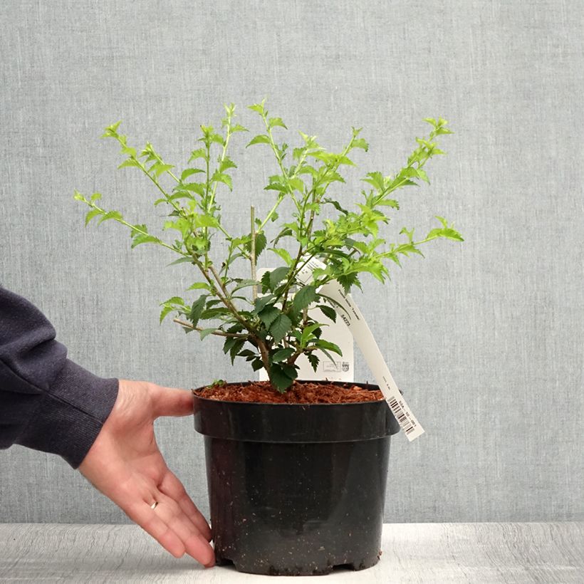 Prunus incisa Yamadei - Cherry 2L/3L pot sample as delivered in summer