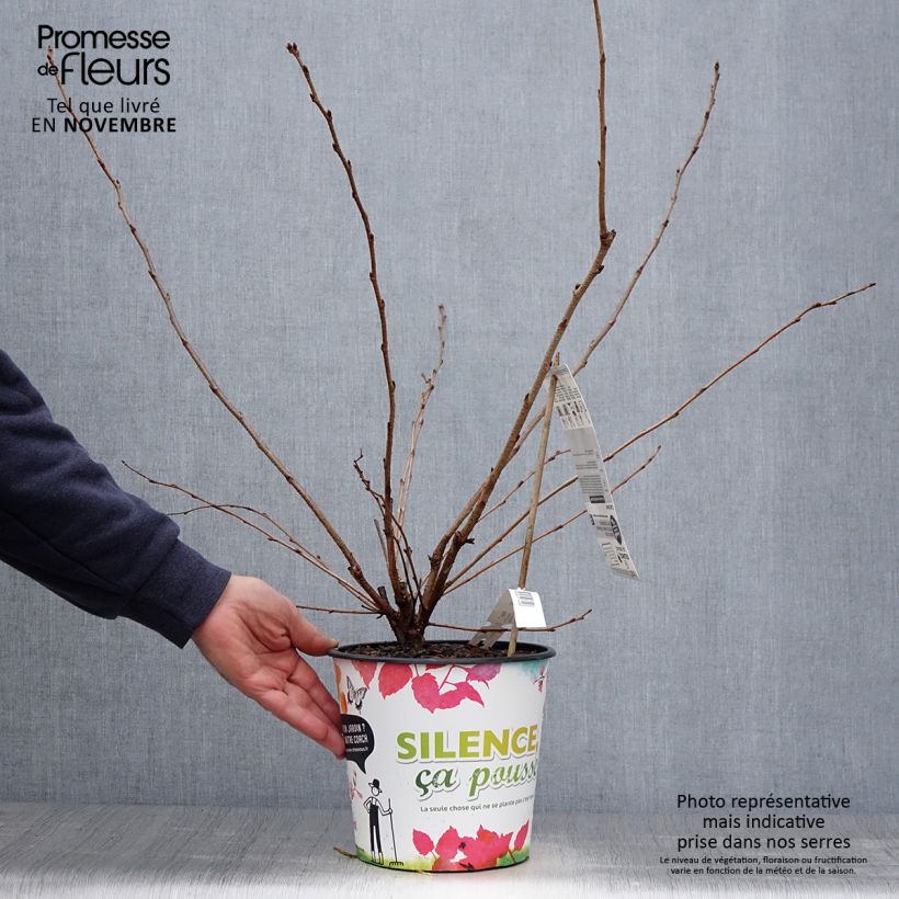 Prunus Accolade - Cherry 4L/5L pot sample as delivered in autumn