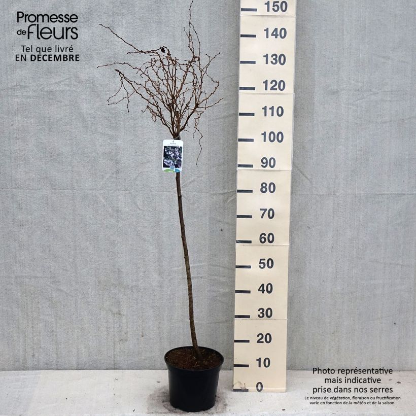 Prunus incisa Kojo-No-Mai - Cherry 4L/5L pot sample as delivered in autumn