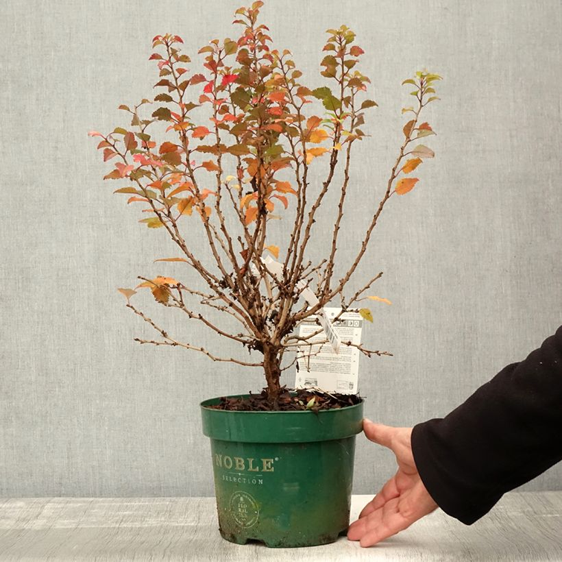 Prunus incisa Kojo-No-Mai - Cherry 2L/3L pot sample as delivered in autumn