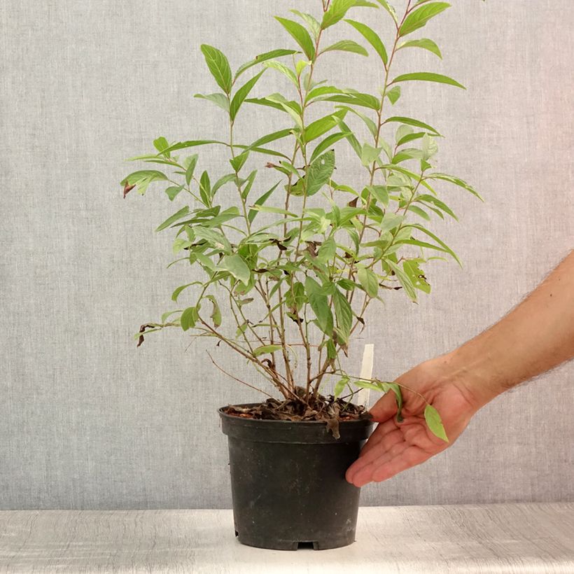 Prunus glandulosa Rosea Plena - Dwarf flowering Almond 3L/4L pot sample as delivered in summer