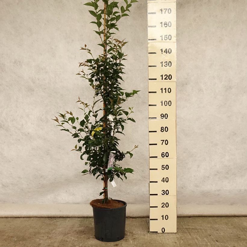 Prunus Pandora - Cherry 7.5L/10L pot sample as delivered in summer