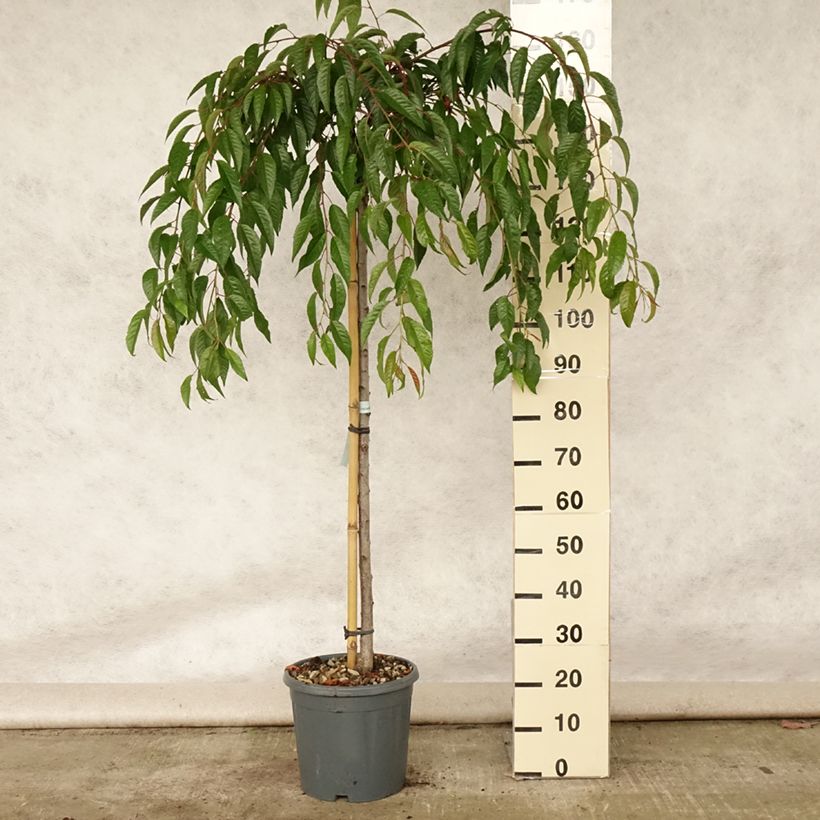 Prunus serrulata Kiku-Shidare-Zakura - Japanese Cherry 7.5L/10L pot sample as delivered in summer