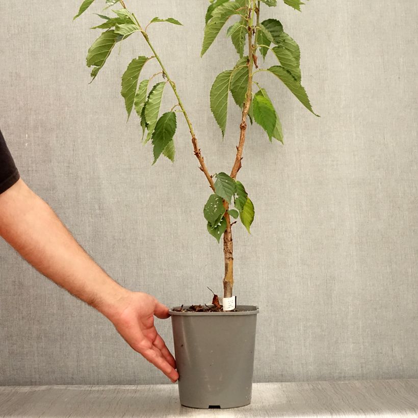 Prunus serrulata Pink Perfection - Japanese Cherry 4L/5L pot sample as delivered in summer